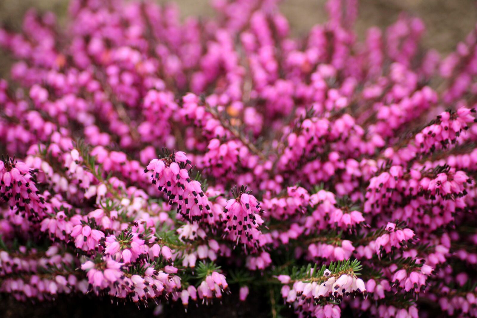 Canon EOS 1200D (EOS Rebel T5 / EOS Kiss X70 / EOS Hi) sample photo. Heather, flowers, violet photography