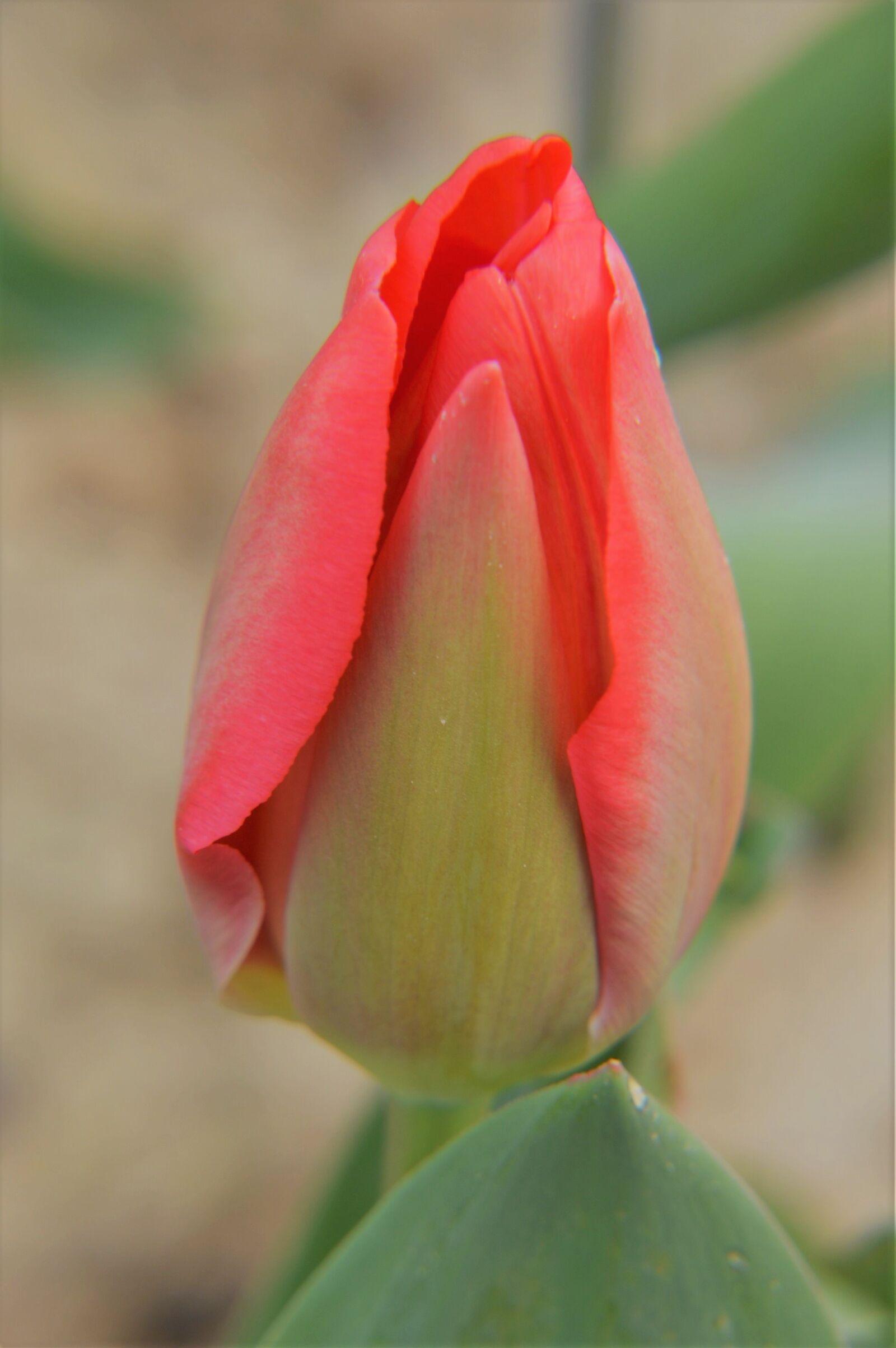 Nikon D3200 sample photo. Tulip, flower, spring photography