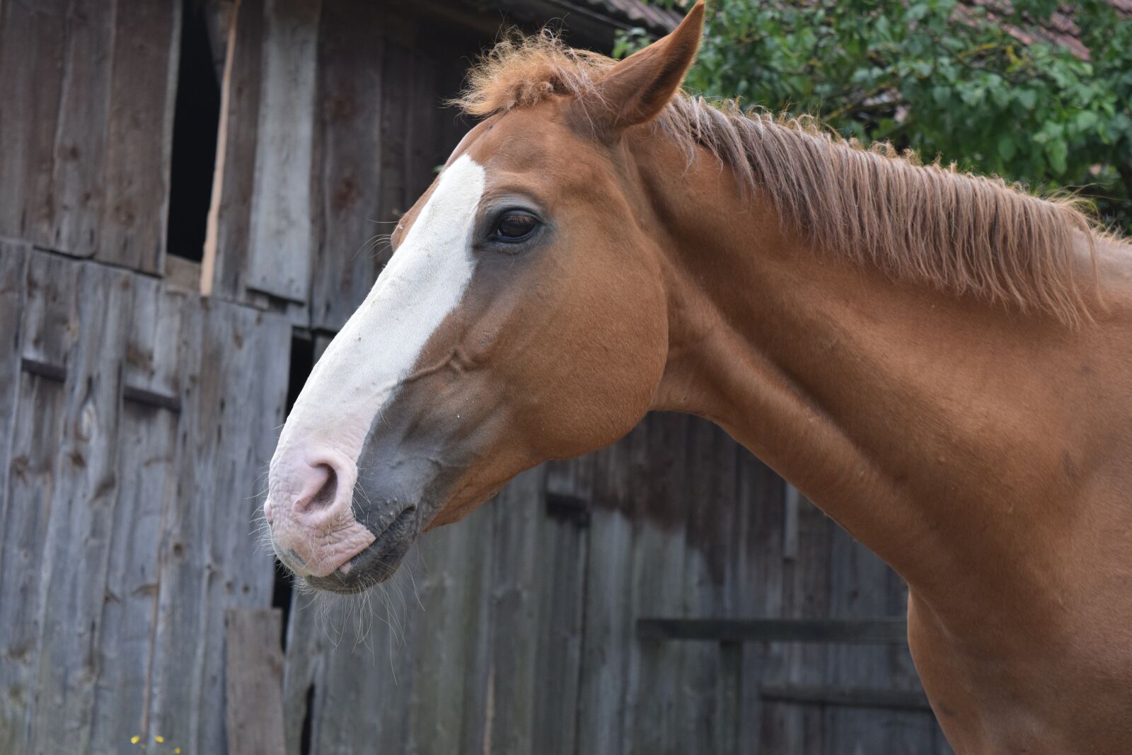 Nikon D3300 sample photo. Horse, horse head, animal photography