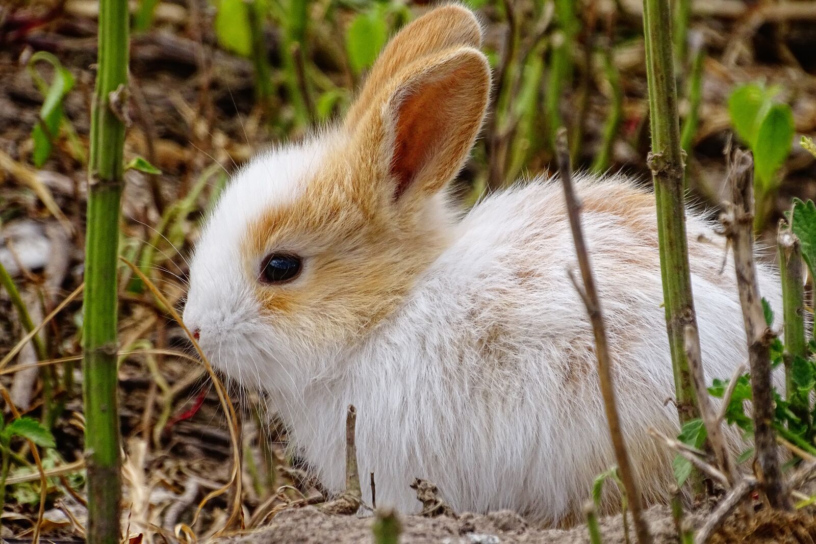 Sony Cyber-shot DSC-HX400V sample photo. Rabbit, bunny, hare photography