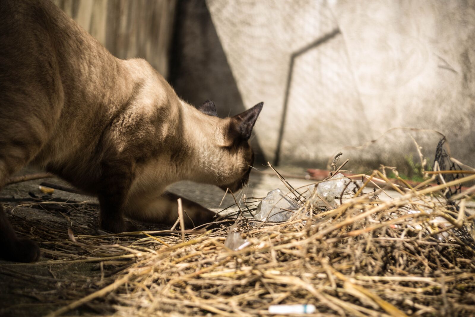 Nikon D3100 sample photo. Cat, pet, animal photography