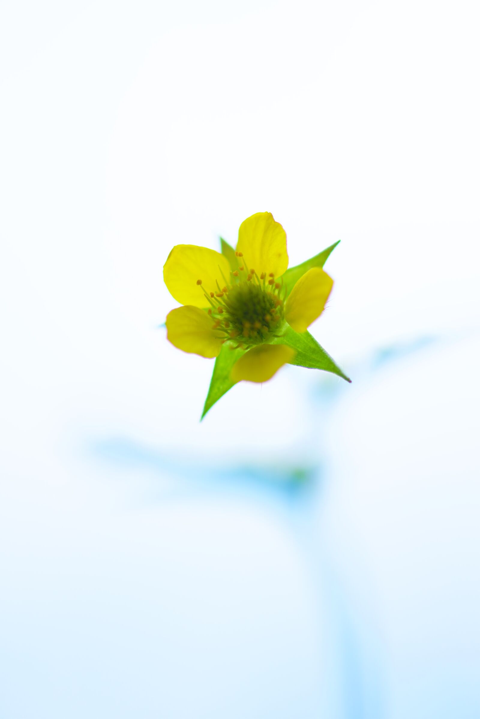 Nikon D810 sample photo. Nature, no, person, flower photography