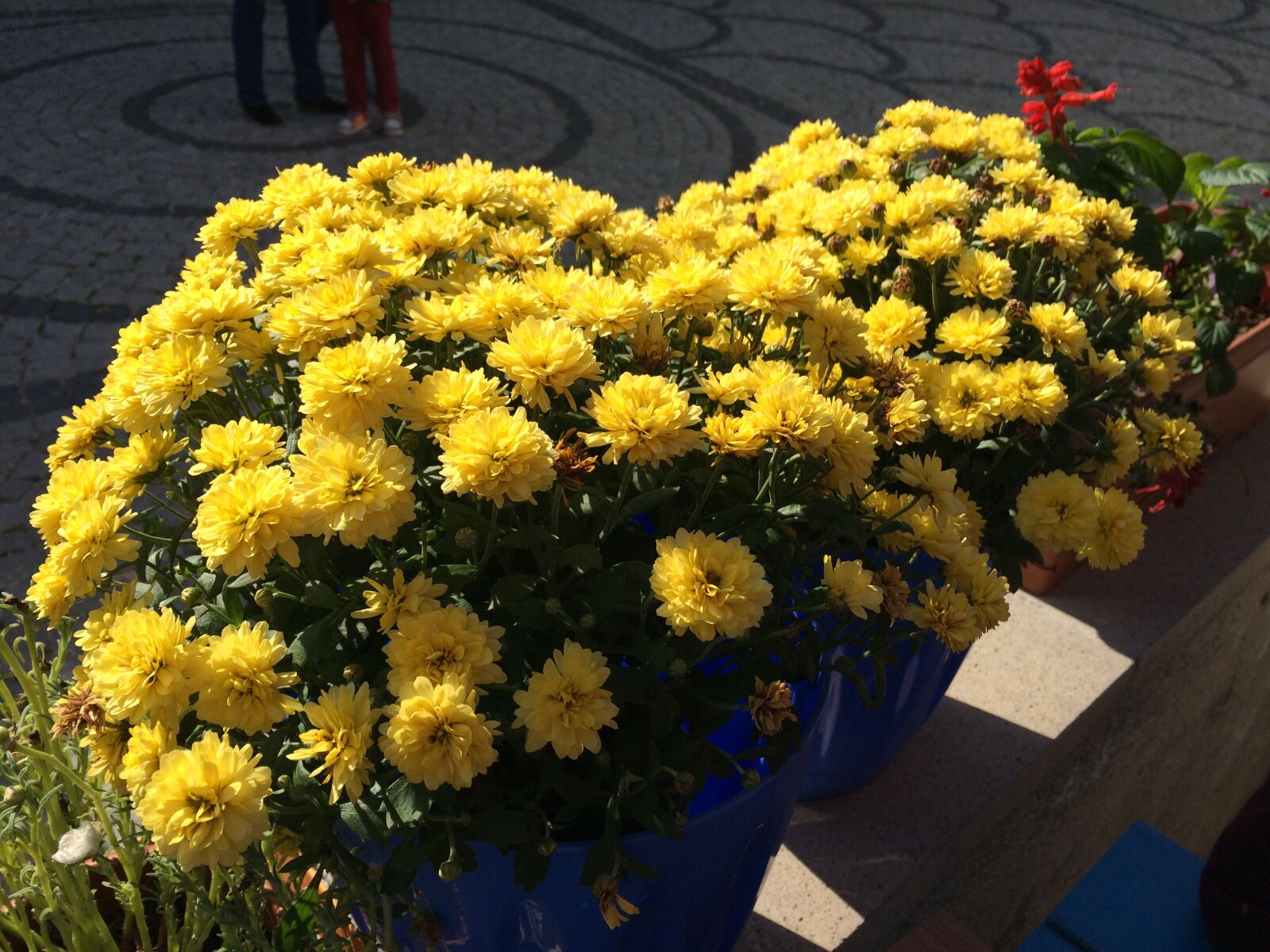 iPhone 5s back camera 4.15mm f/2.2 sample photo. City, flowers, happy, peace photography