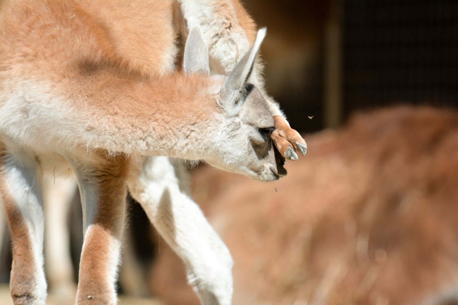 Nikon D7100 sample photo. Animal, nature, animal world photography