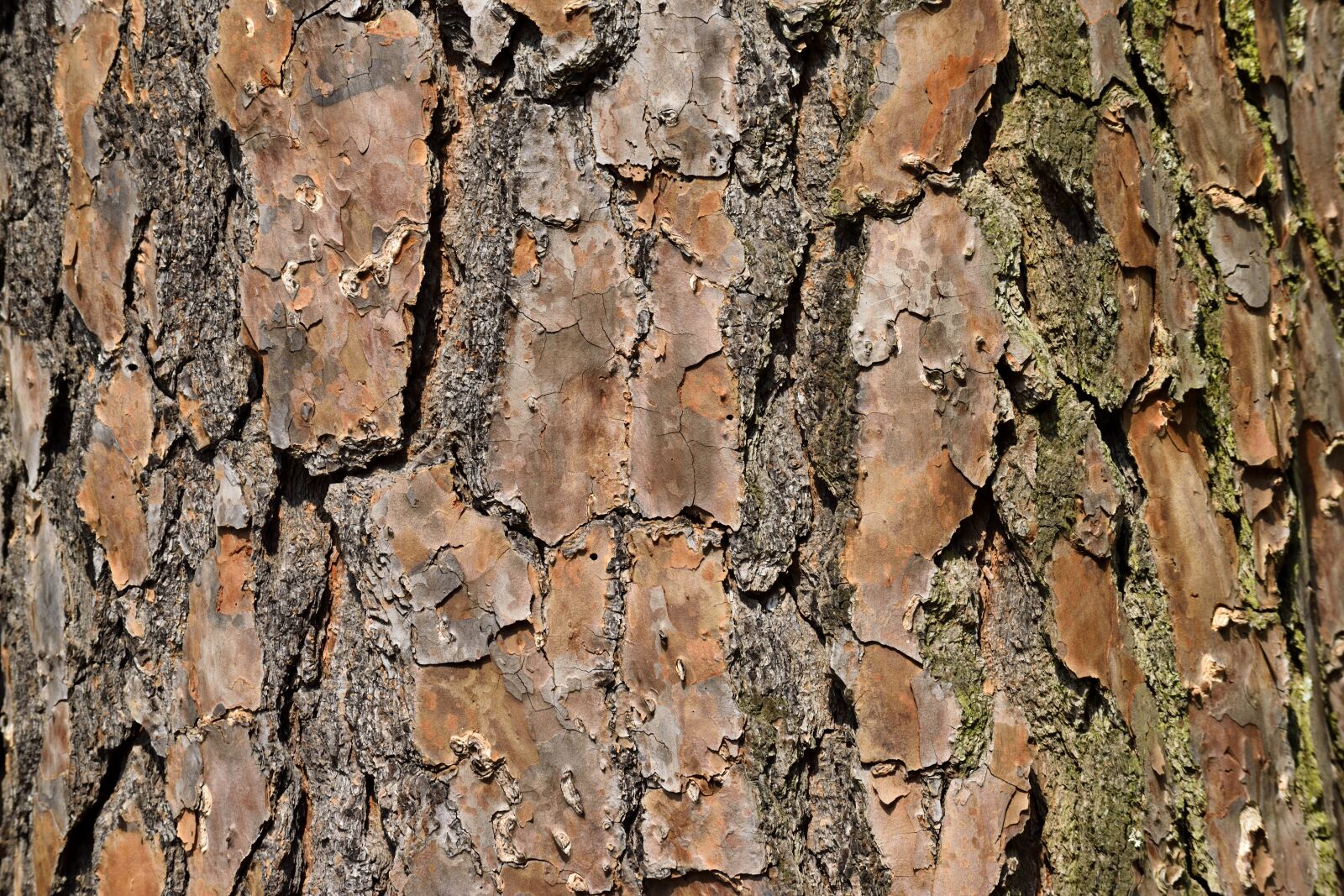 Nikon D3300 sample photo. Tree, bark, nature photography