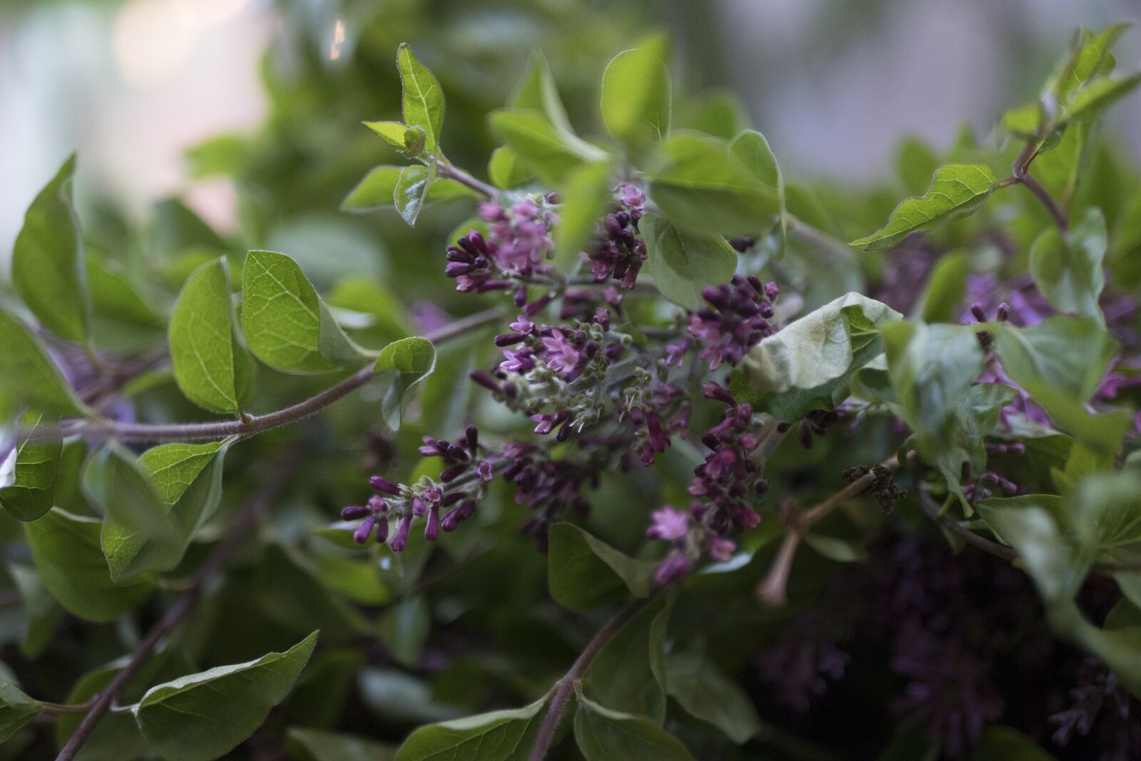 Panasonic Lumix DC-GH5 + LUMIX G 25/F1.7 sample photo. Plants, nature, leaf photography