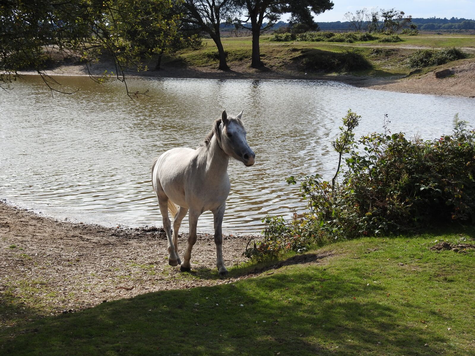 Nikon Coolpix P900 sample photo. Pony, horse, animal photography