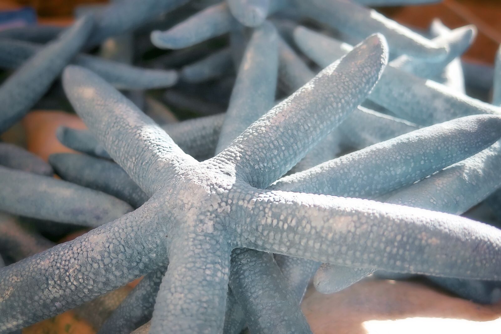 Canon PowerShot G16 sample photo. Starfish, sea, ocean photography