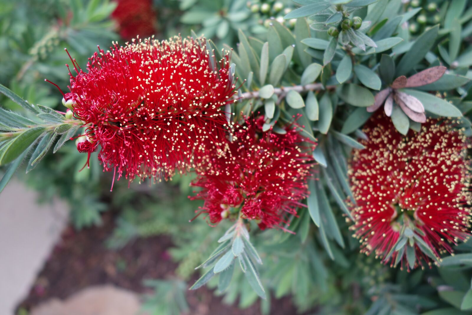Sony Cyber-shot DSC-RX100 II sample photo. Dwarf bottlebrush, little john photography