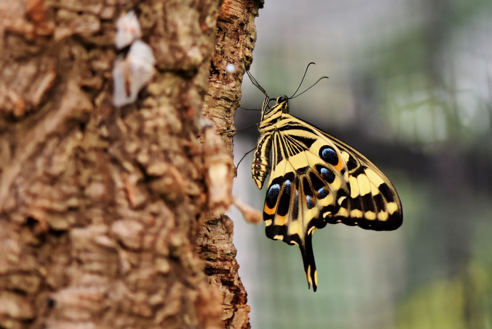 Nikon D7200 sample photo. Butterfly, schwalbenschwänzchen, insect photography
