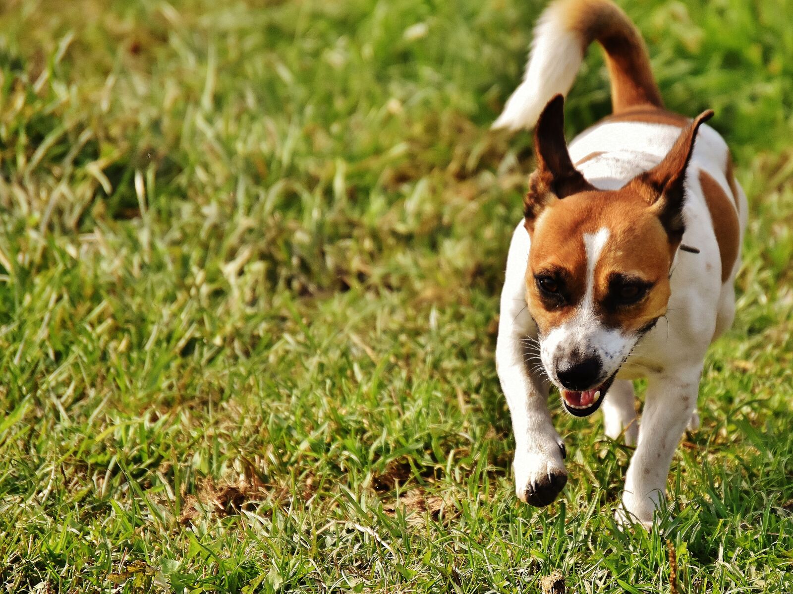 Nikon D7200 sample photo. Jack russell, terrier, play photography