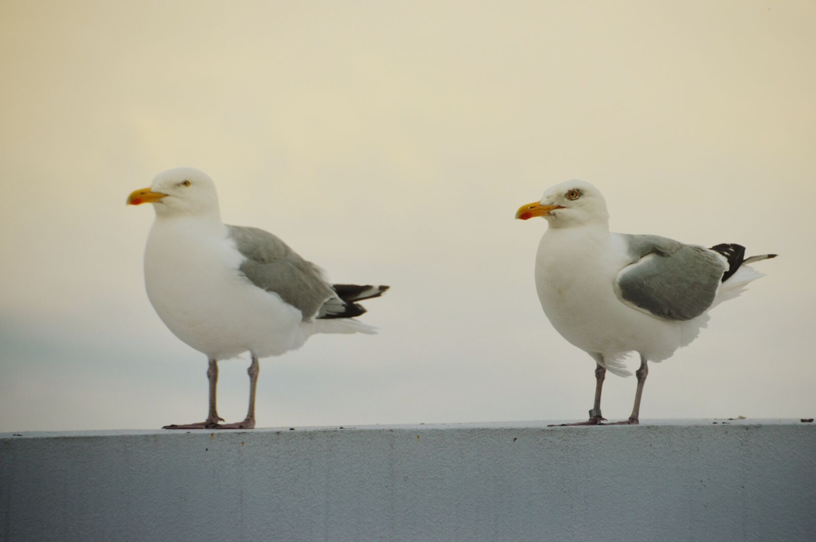 Nikon D3200 sample photo. Bird, seagull, gull photography