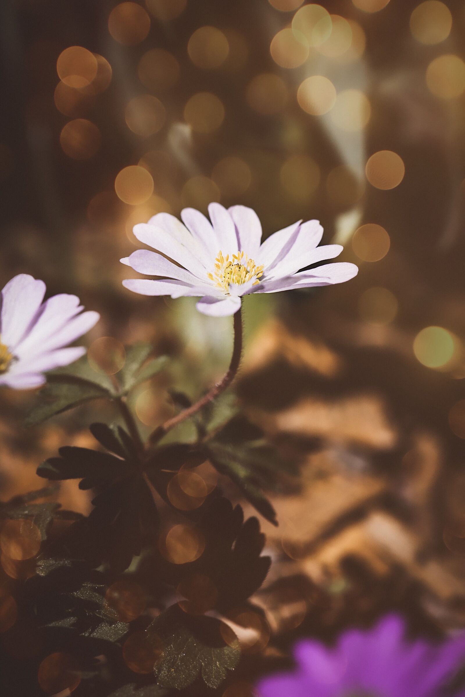 Nikon D750 sample photo. Anemone, white, white anemone photography