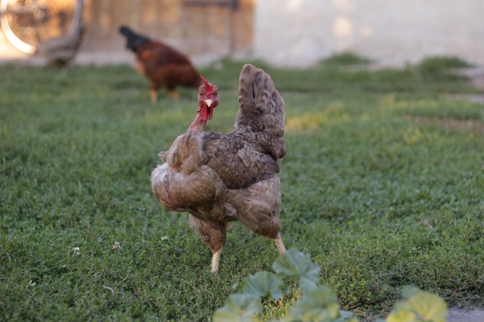 Canon EOS 100D (EOS Rebel SL1 / EOS Kiss X7) sample photo. Chicken, chickens, bird photography