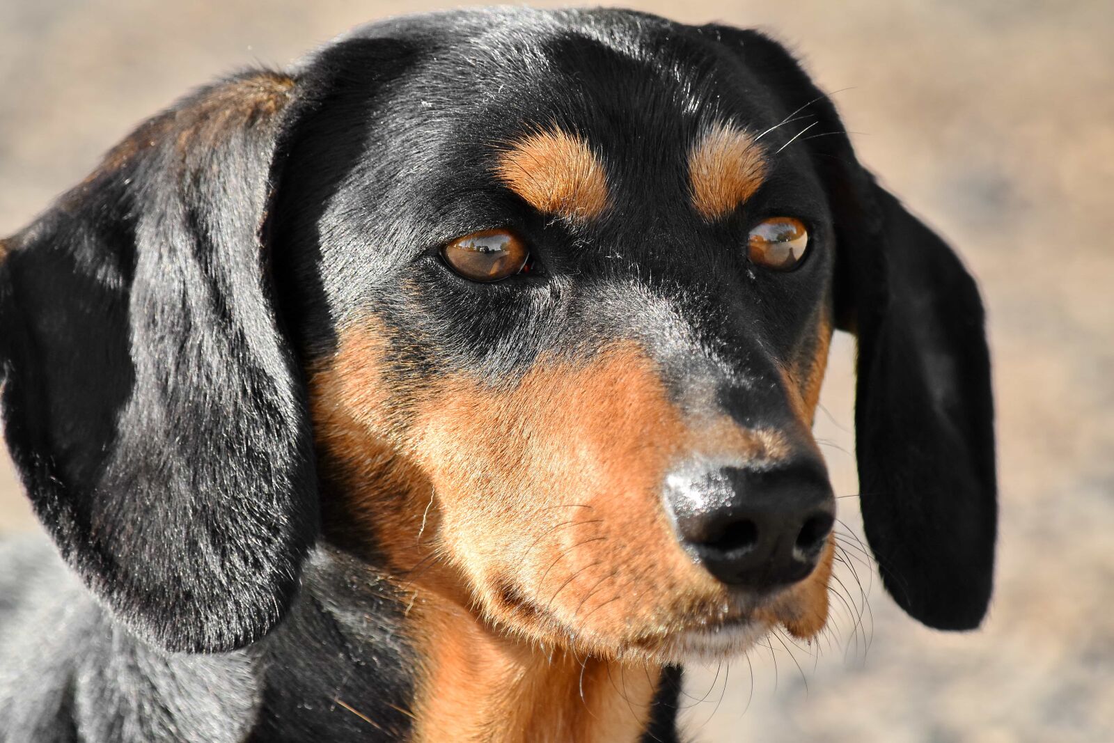 Nikon D5500 sample photo. Black, dachshund, dog, eyelashes photography