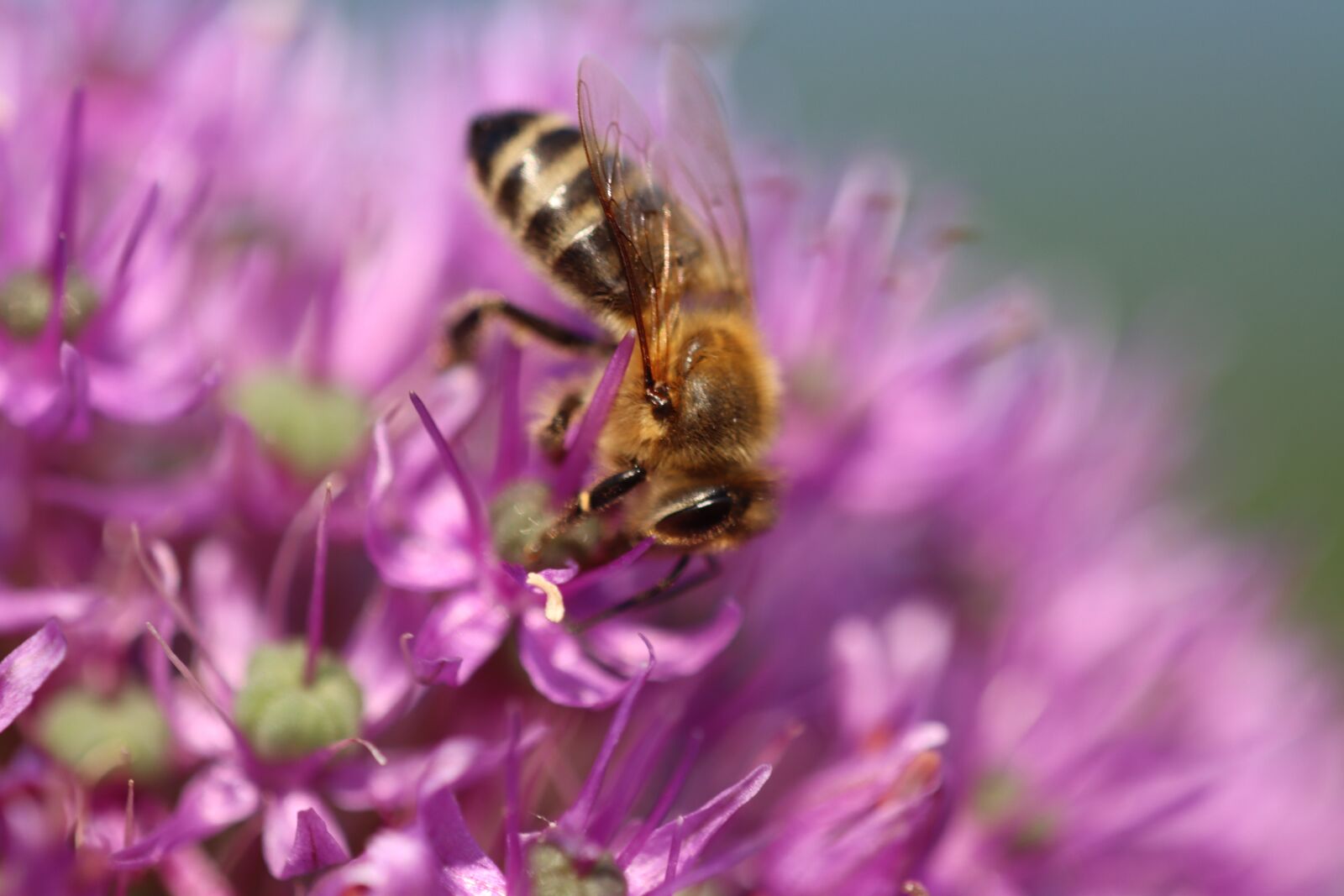 Canon EOS 90D sample photo. Ornamental onion, bee, insect photography