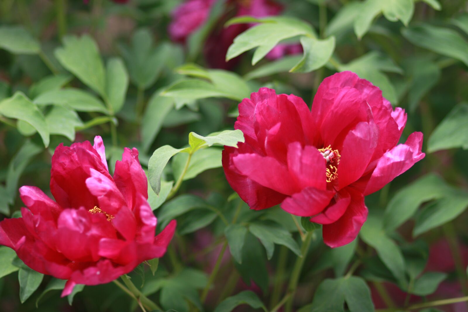 Canon EOS 500D (EOS Rebel T1i / EOS Kiss X3) sample photo. Noel online gift shop photography