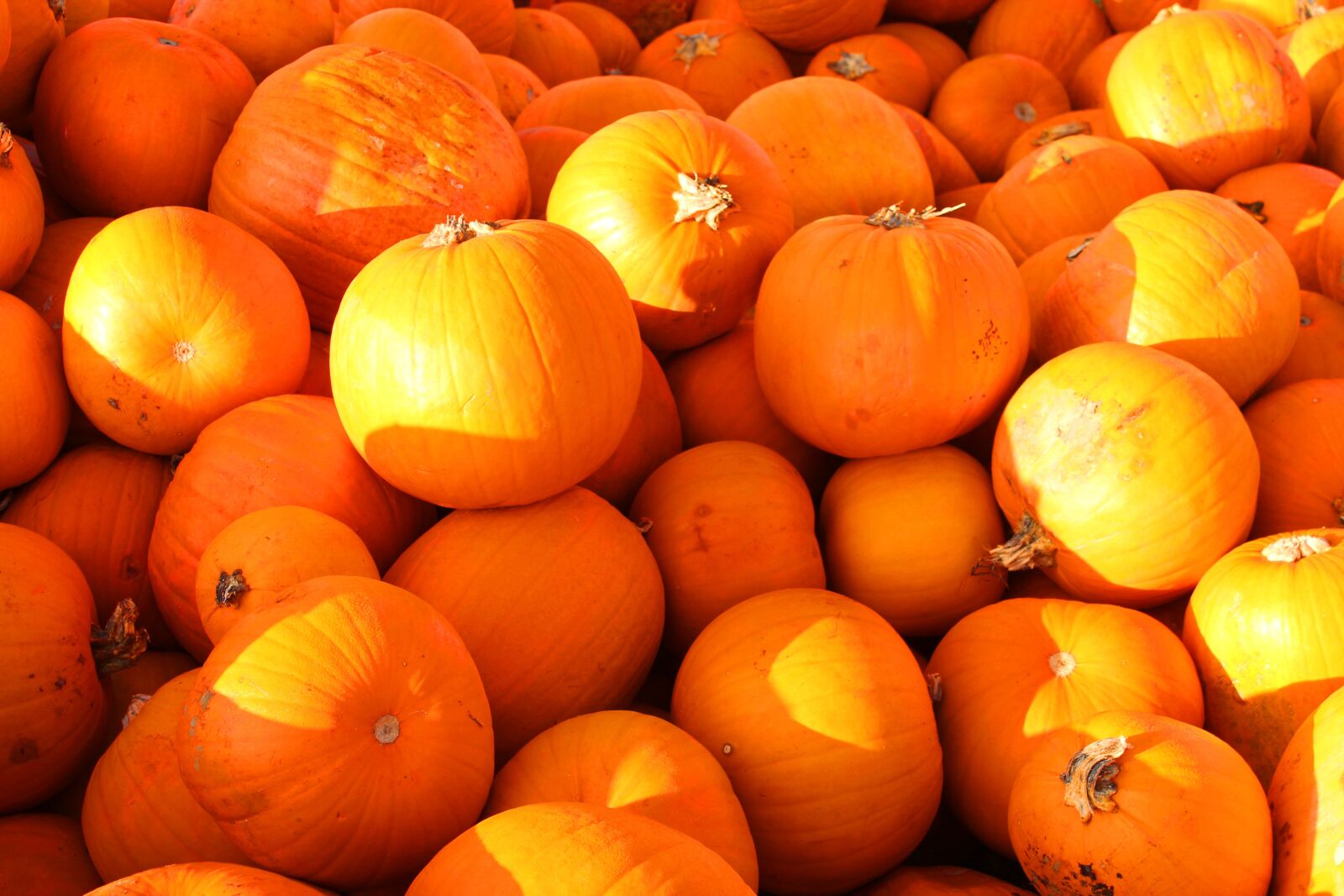 Canon EOS 1100D (EOS Rebel T3 / EOS Kiss X50) sample photo. Hokkaido, pumpkin, autumn photography
