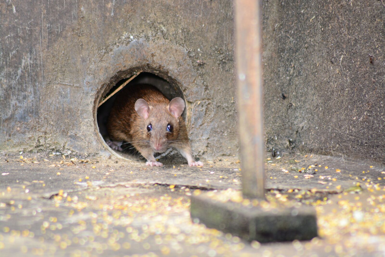 Nikon D5200 sample photo. Mouse, rat, rodent photography