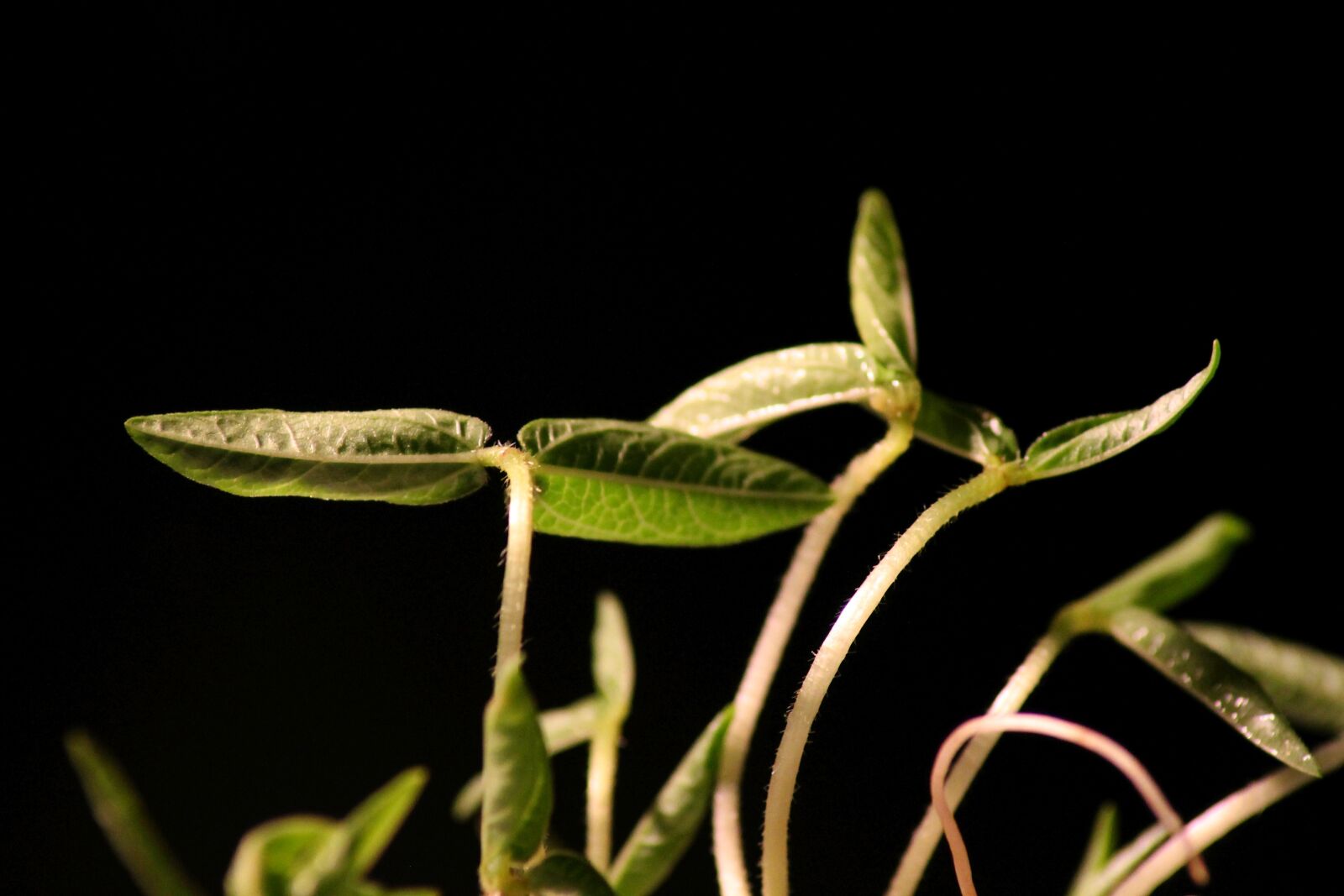 Canon EOS 1100D (EOS Rebel T3 / EOS Kiss X50) sample photo. Seedling, rung, plant photography