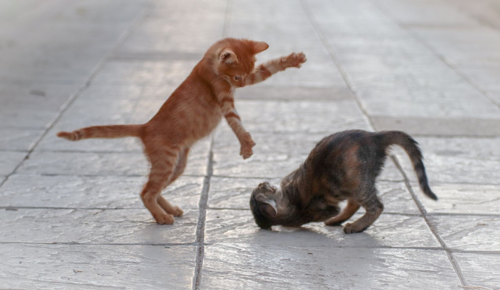 Canon EOS 200D (EOS Rebel SL2 / EOS Kiss X9) sample photo. Cat, fight, young photography
