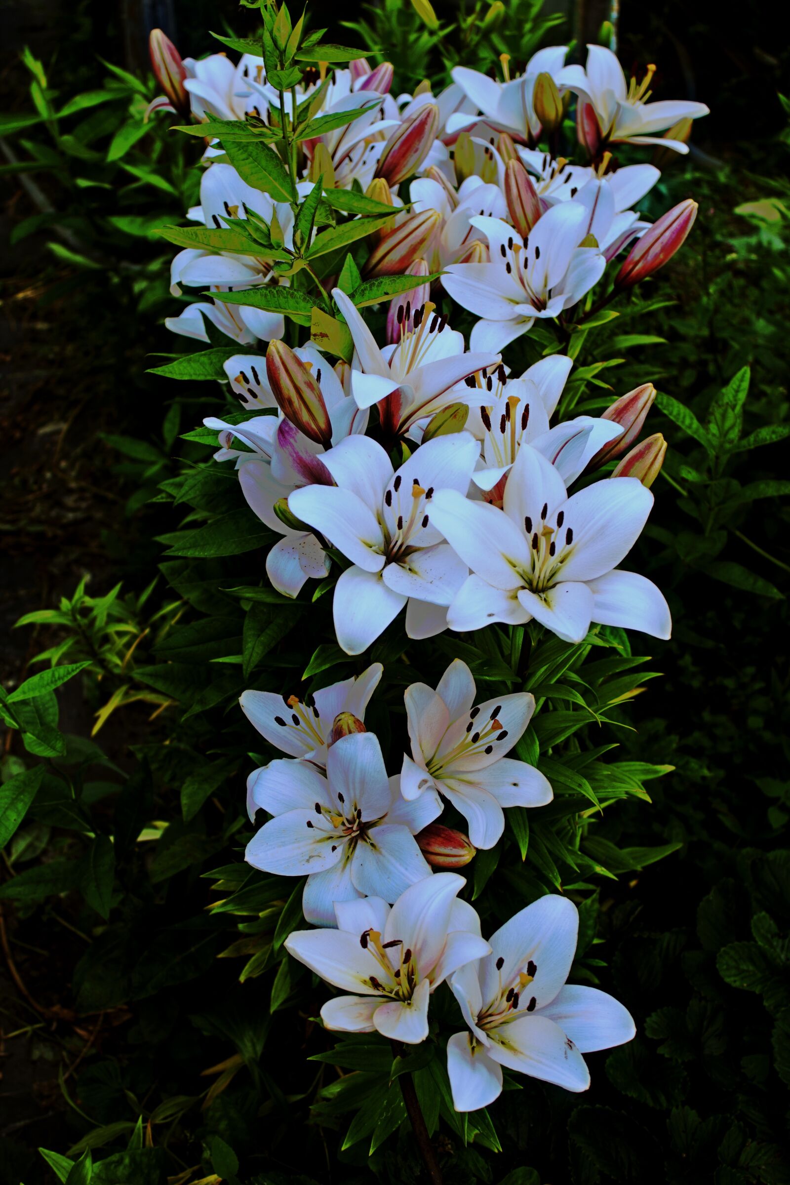 Canon EOS 600D (Rebel EOS T3i / EOS Kiss X5) sample photo. Garden, summer, lily photography