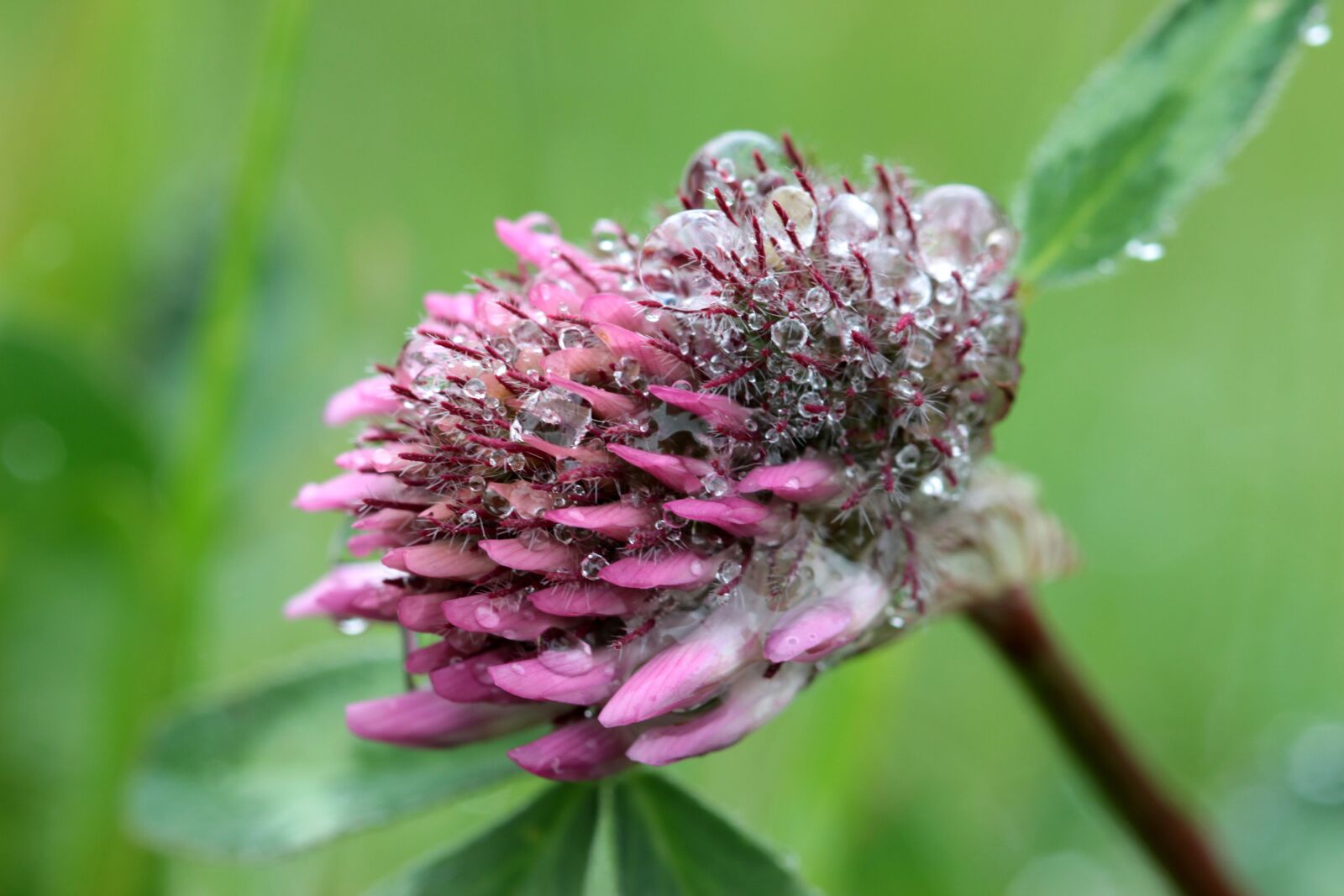 Canon EOS 650D (EOS Rebel T4i / EOS Kiss X6i) sample photo. Klee, trifolium, red clover photography