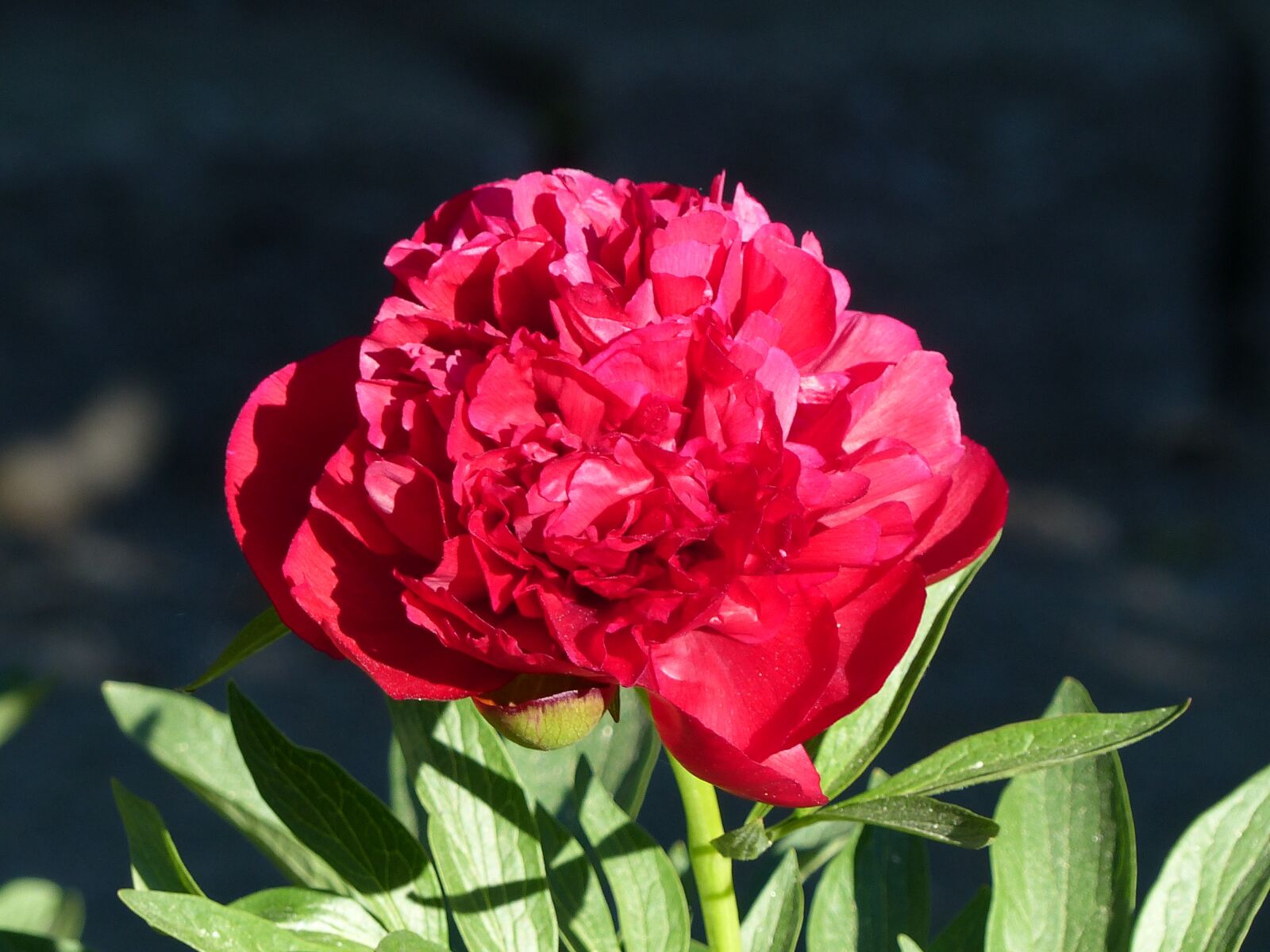 Panasonic Lumix DMC-FZ200 sample photo. Pion, flower, park photography