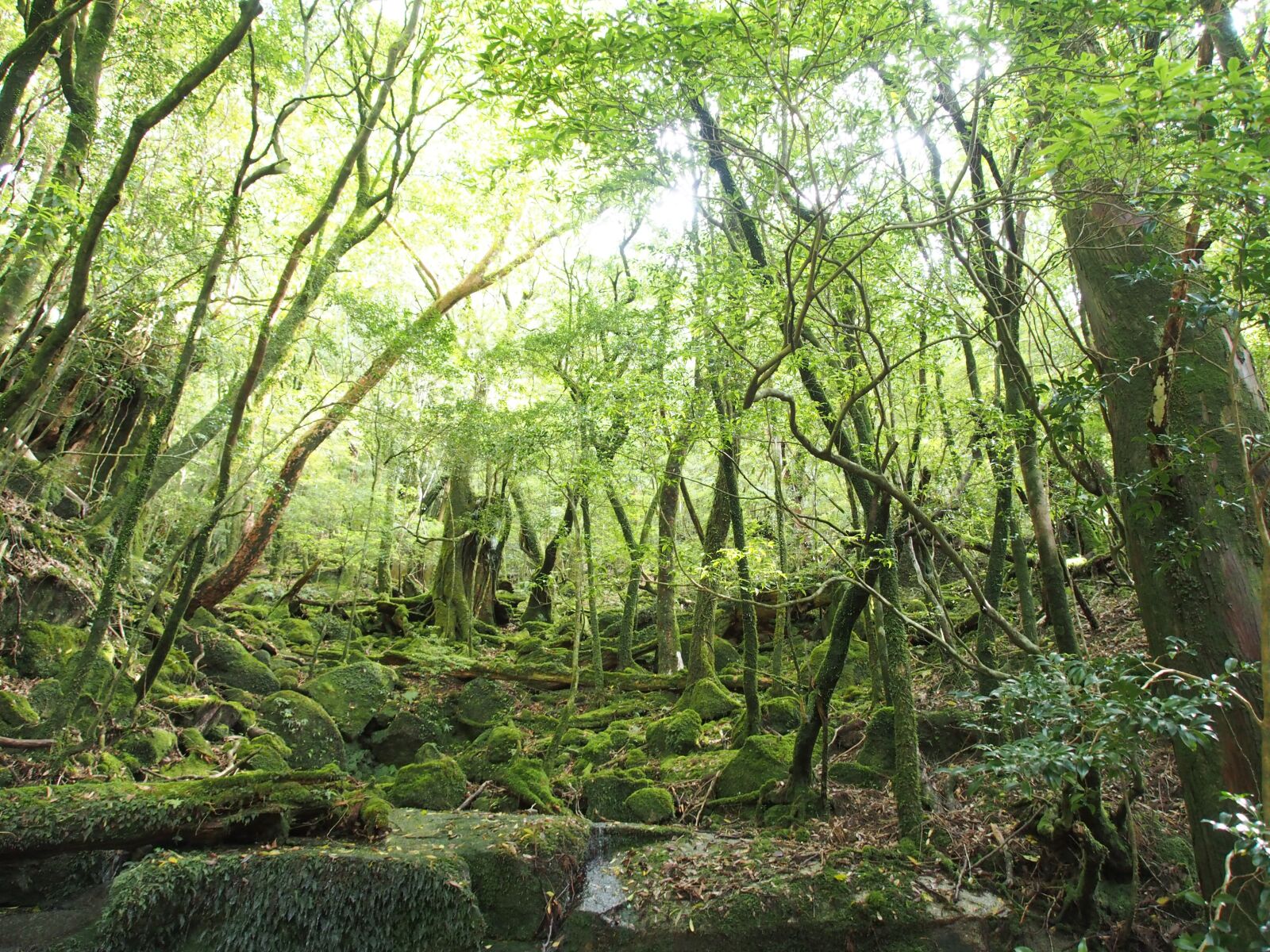 Olympus OM-D E-M5 + OLYMPUS M.12-50mm F3.5-6.3 sample photo. Green moss forest, yakushima photography