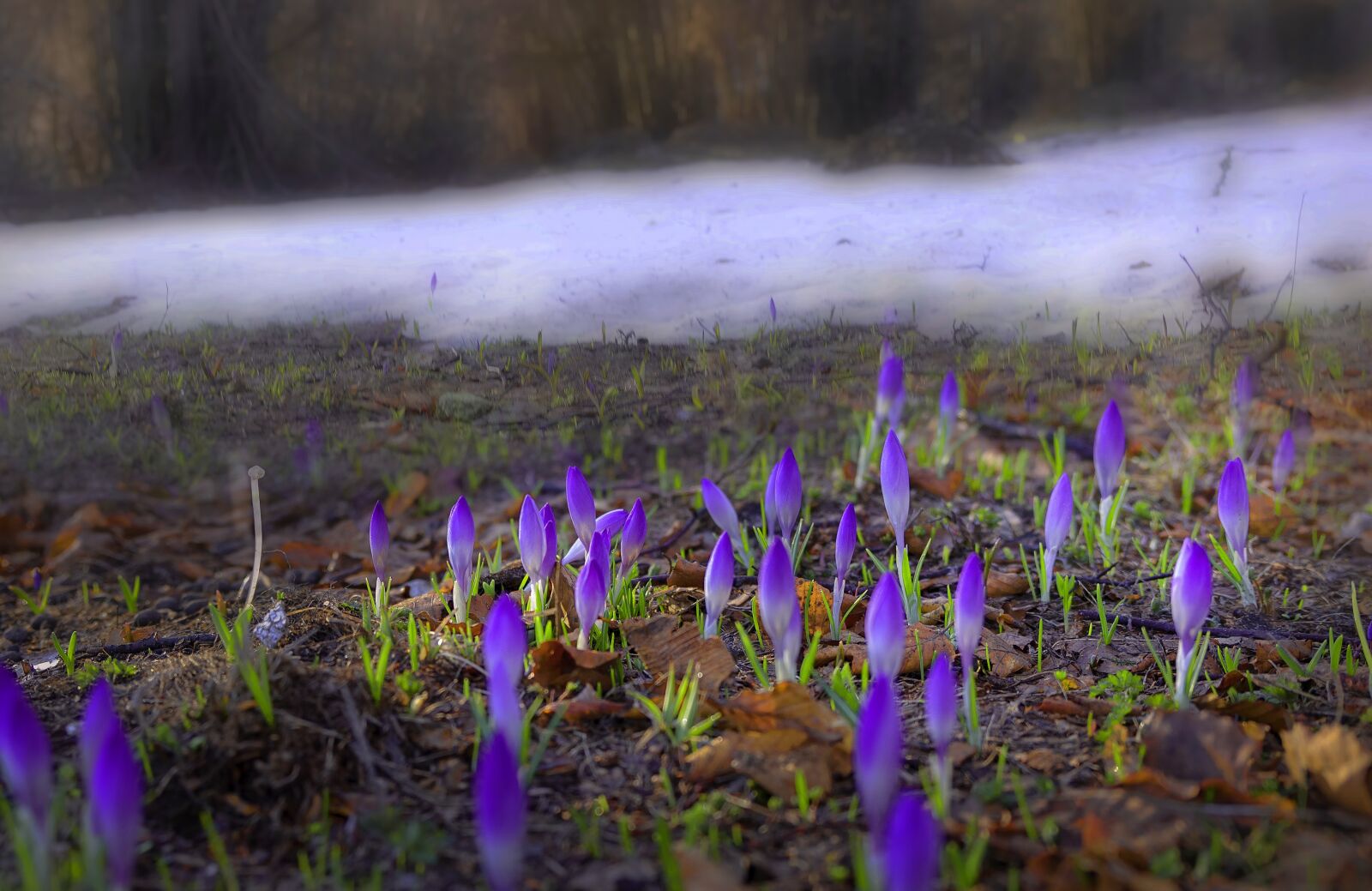 Tamron SP 24-70mm F2.8 Di VC USD sample photo. Flowers, snow, mountain photography