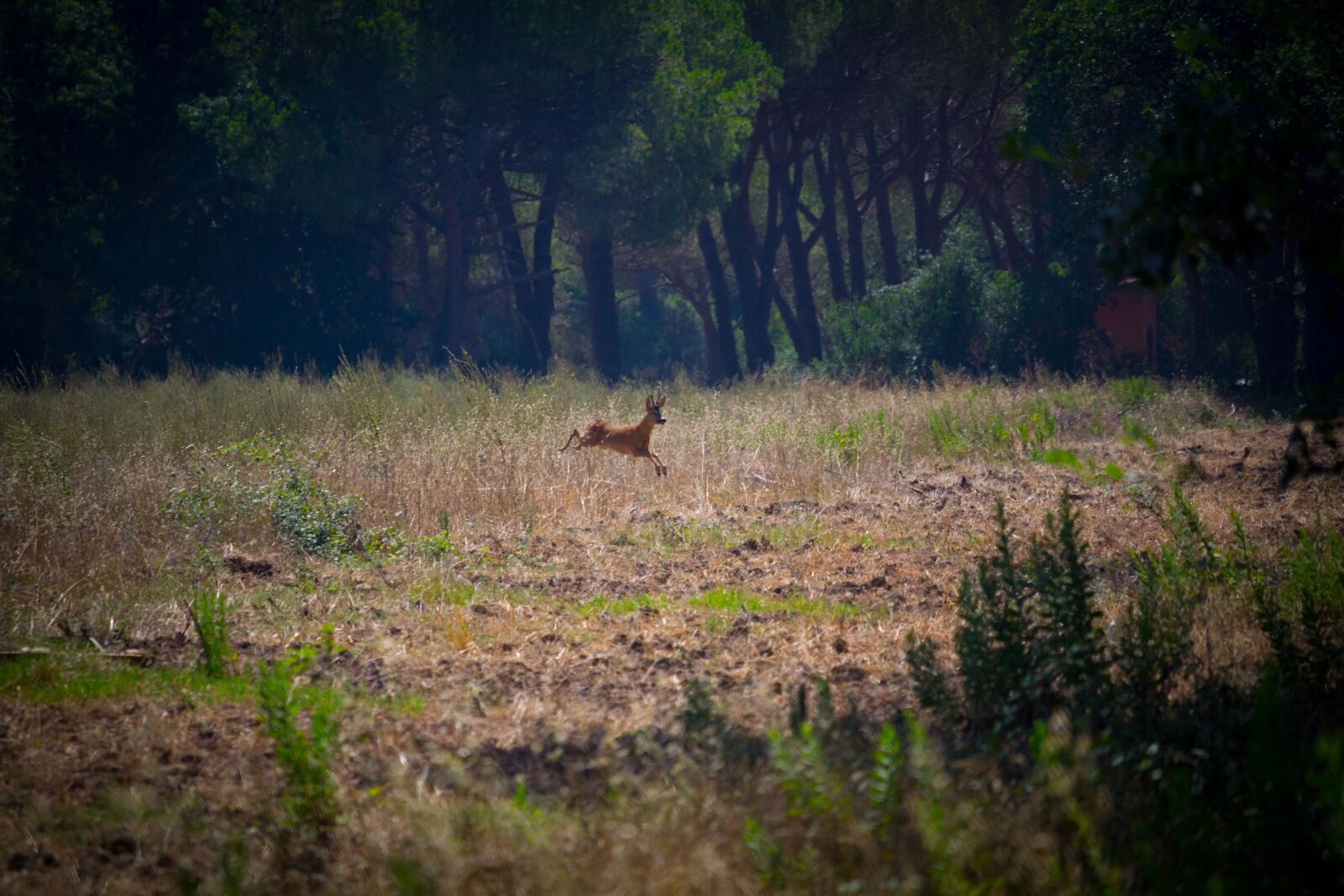 Canon EOS 60D + Canon EF-S 55-250mm F4-5.6 IS STM sample photo. Campaign, deer, animal photography