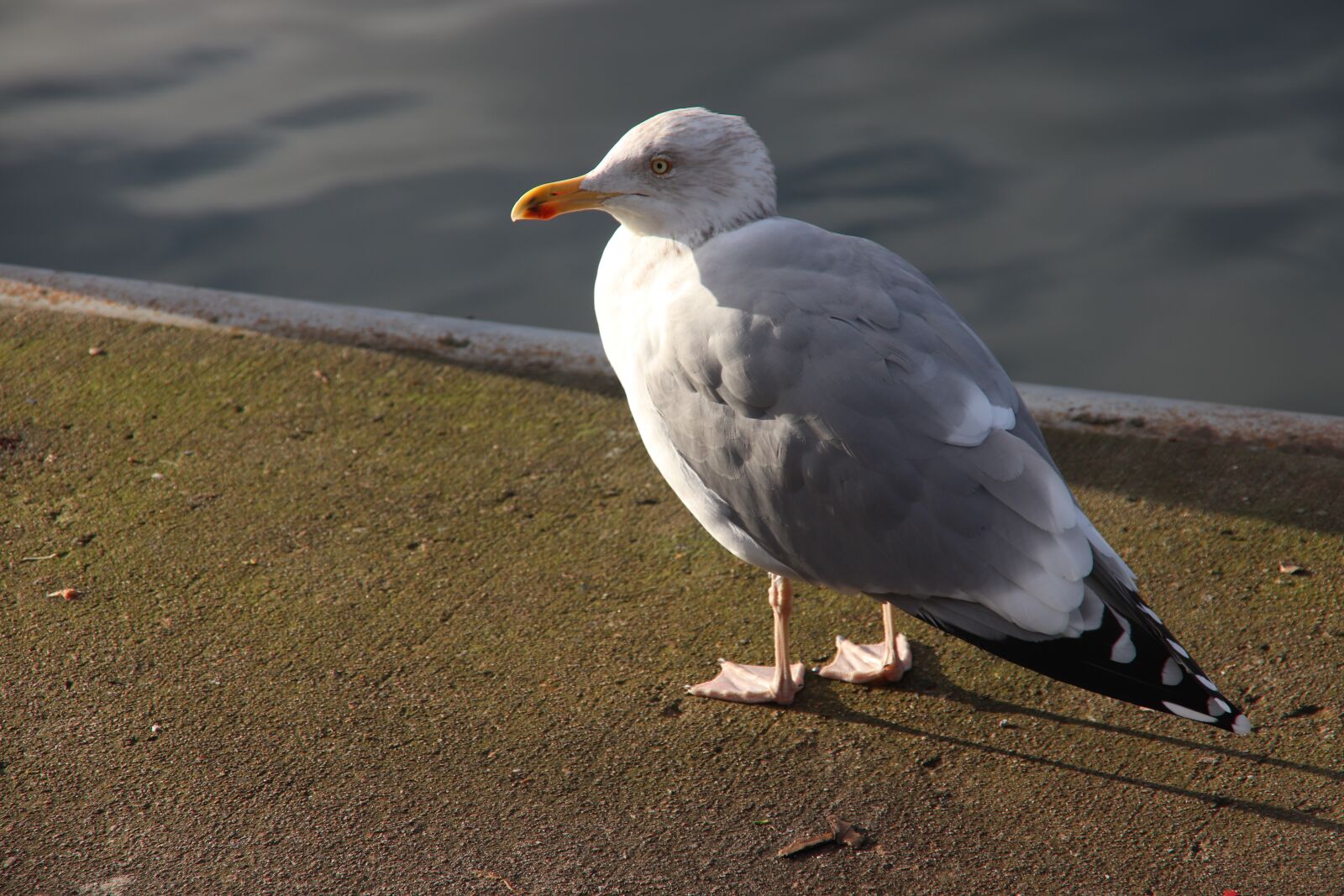 Canon EOS 200D (EOS Rebel SL2 / EOS Kiss X9) sample photo. Bird, nature, animal world photography