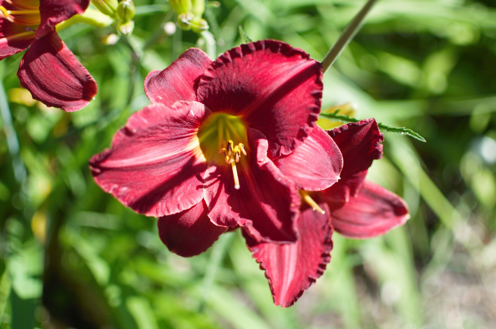 Nikon D5000 sample photo. Flower, red flower, flora photography