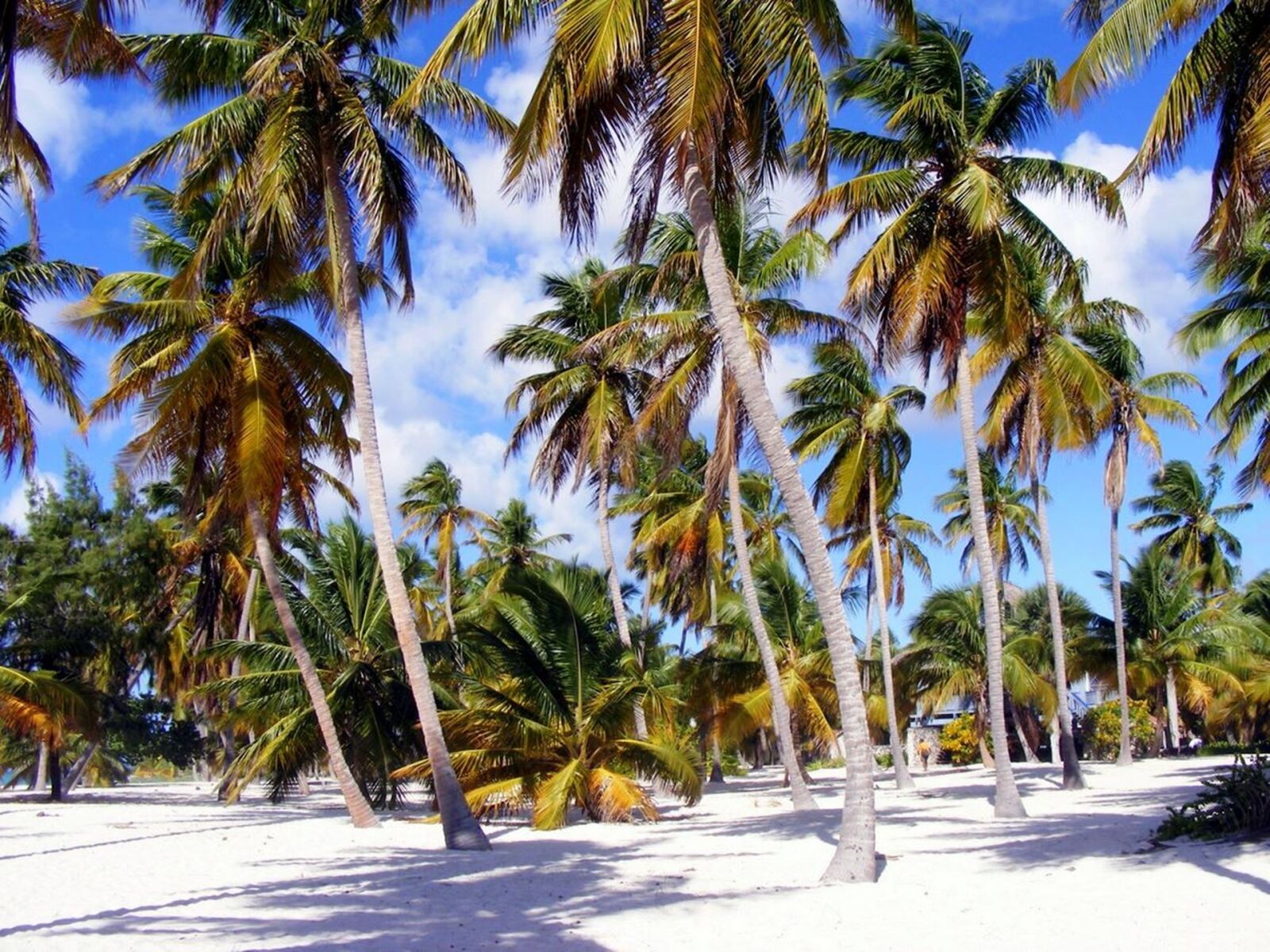 Fujifilm FinePix S5700 S700 sample photo. Palm, beach, dominika photography