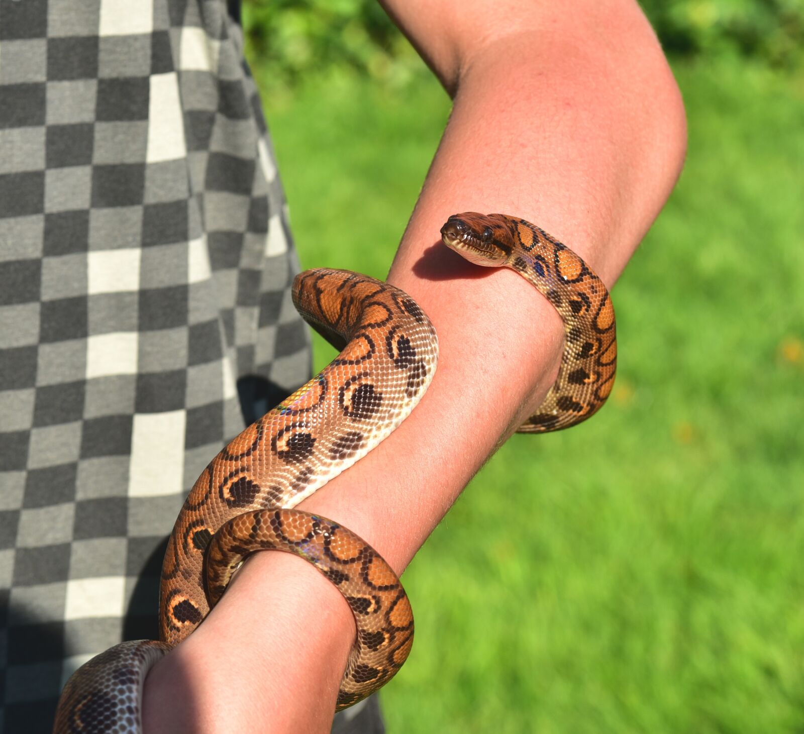 Nikon D750 sample photo. Snake, red rainbow boa photography