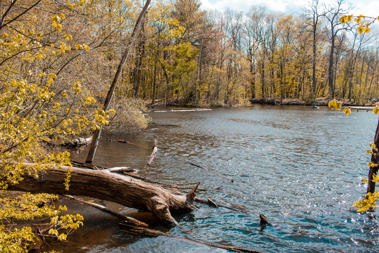 Nikon D5600 sample photo. Log, water, lake photography