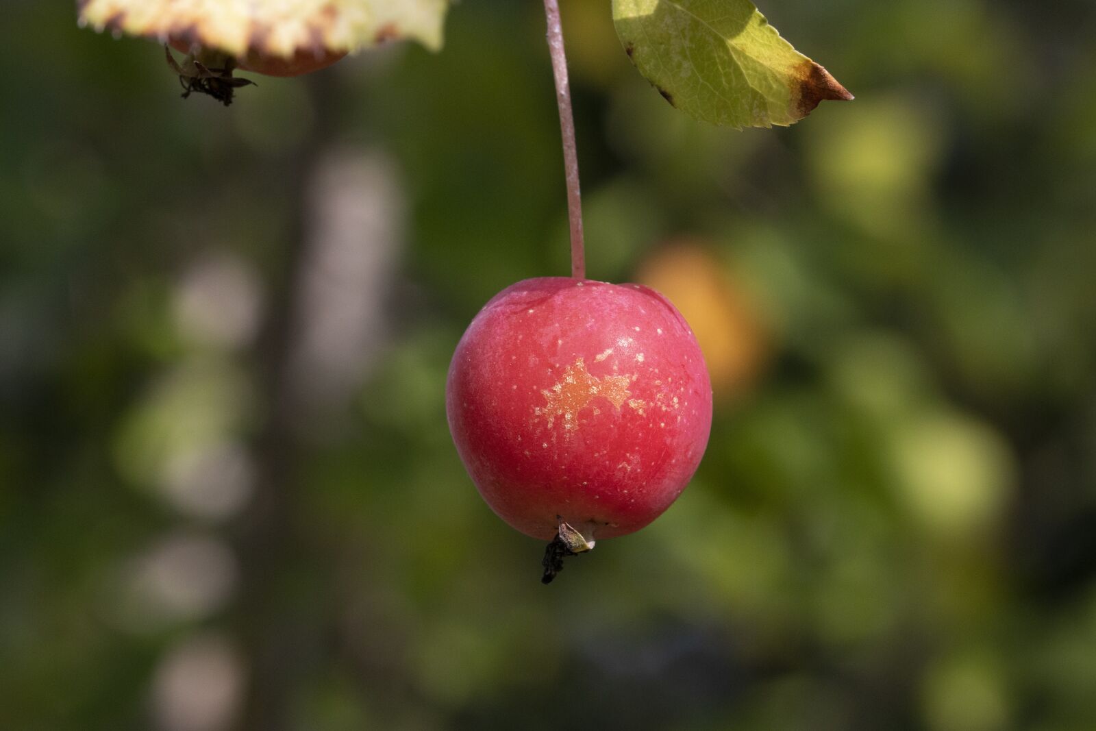 Canon EOS 800D (EOS Rebel T7i / EOS Kiss X9i) sample photo. Autumn, fruit, nature photography