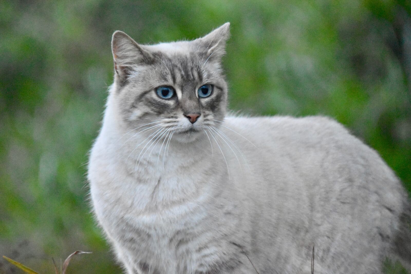 Nikon D5600 sample photo. Cat, alley cat, european photography
