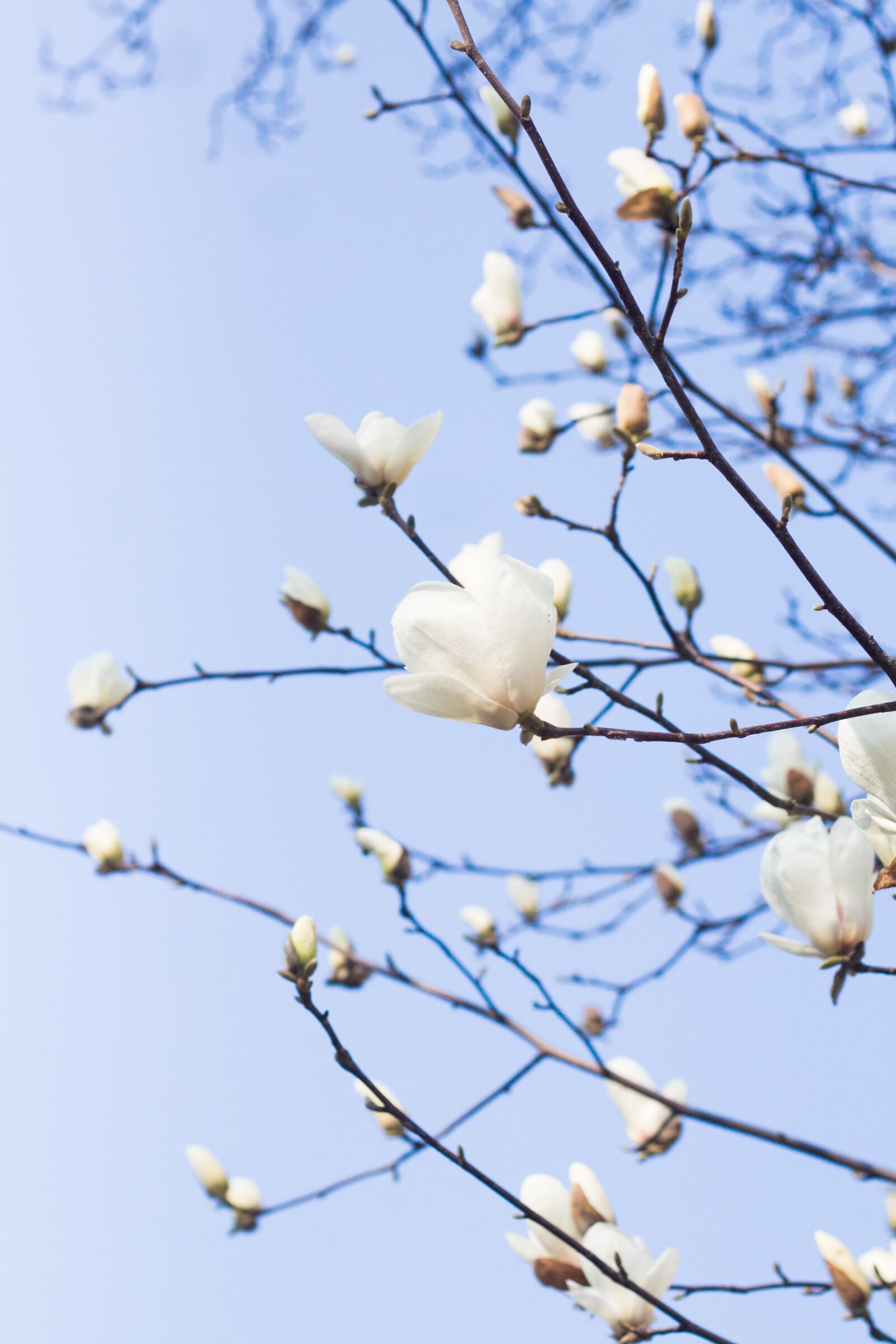 Canon EOS 700D (EOS Rebel T5i / EOS Kiss X7i) + Canon EF 50mm F1.8 II sample photo. Flower, spring, pink flower photography