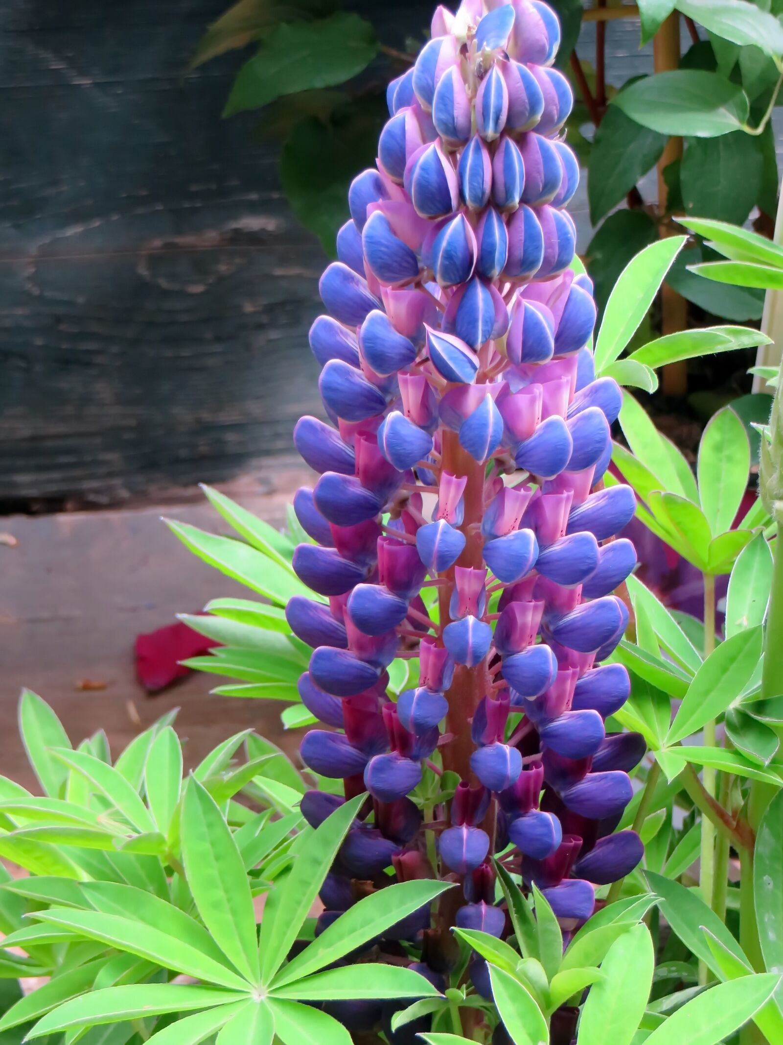 Canon PowerShot SX270 HS sample photo. Lupine, lupinus, blue flower photography