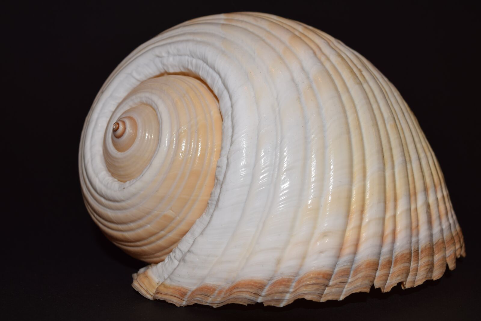 Nikon D3300 sample photo. Shell, seashell, mother of photography