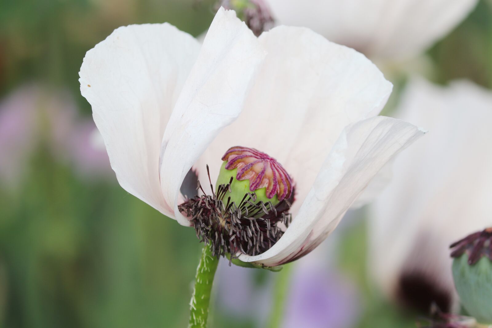 Canon EOS 200D (EOS Rebel SL2 / EOS Kiss X9) sample photo. Poppy flower, white, white photography