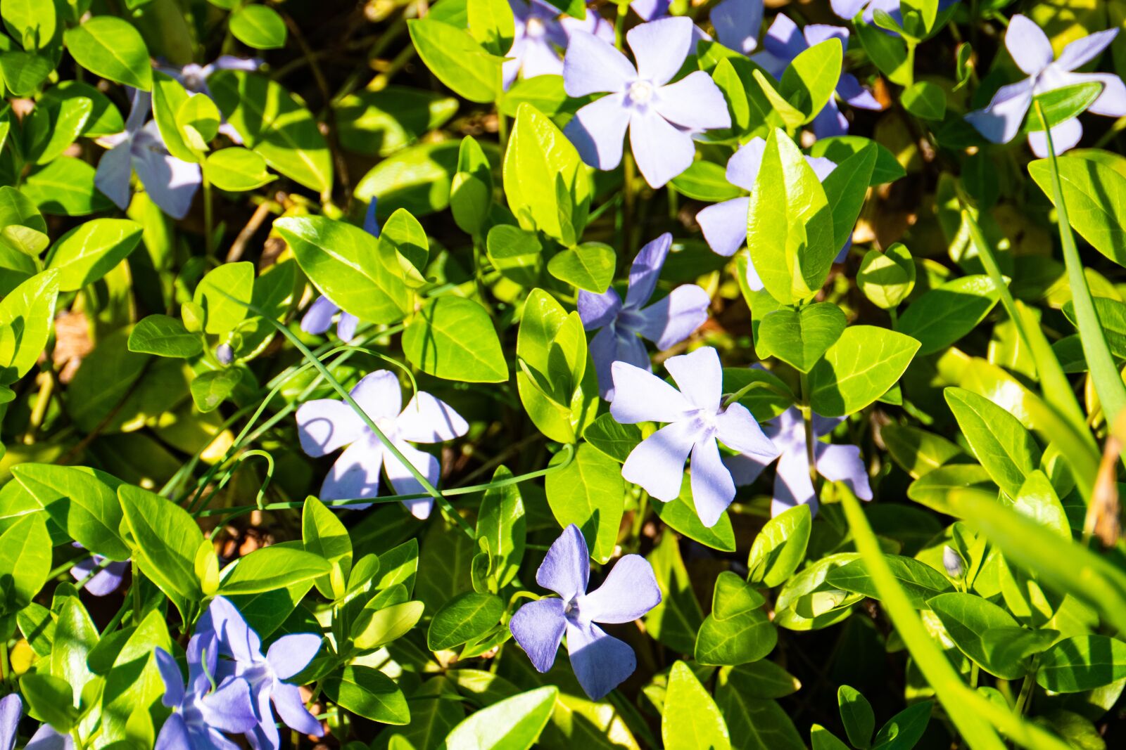 Panasonic Lumix DC-G9 sample photo. Spring, leaf, flora photography