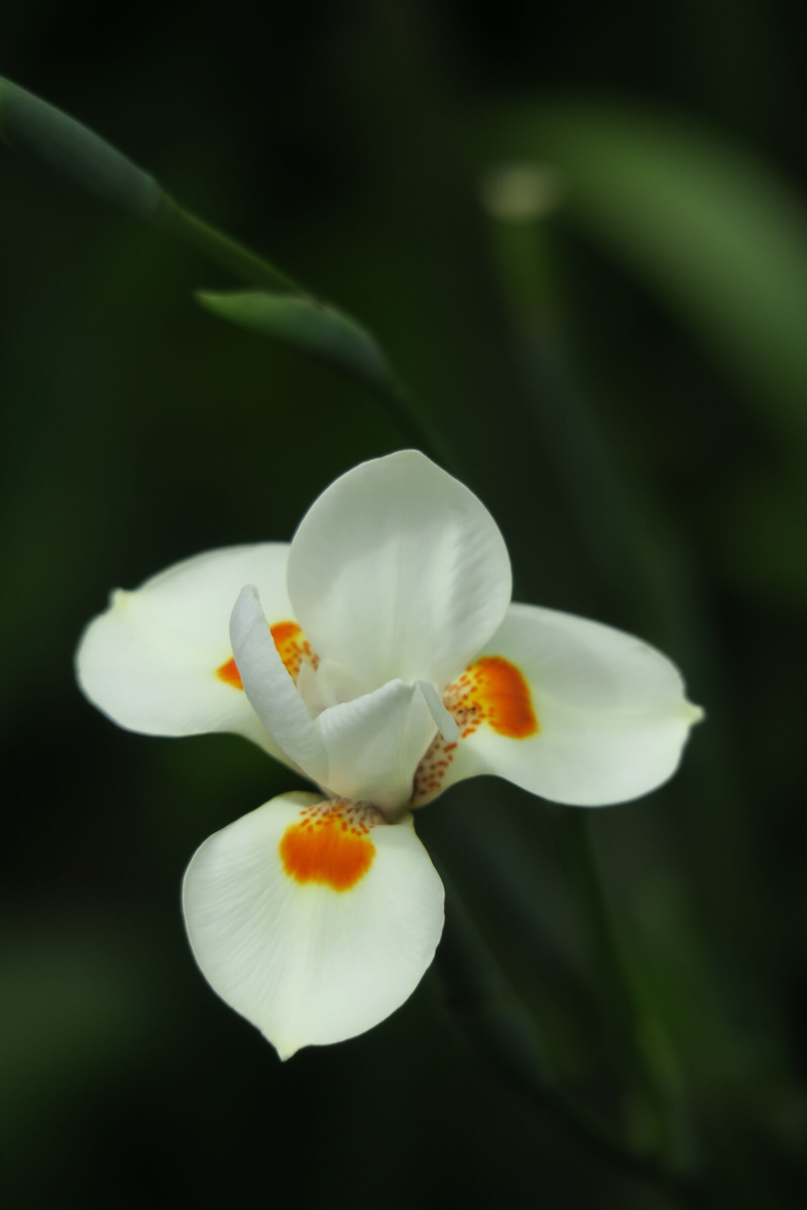 Canon PowerShot G3 X sample photo. Orchid, white, white blossom photography