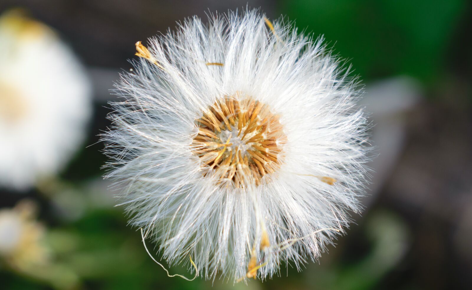 Nikon D5300 sample photo. Dandelion, flower, nature photography