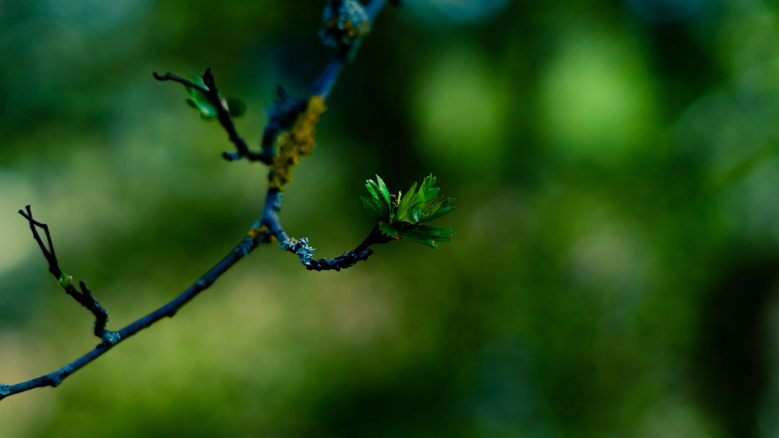 Sony a7R II + Sony FE 50mm F1.8 sample photo. Nature, background, green photography