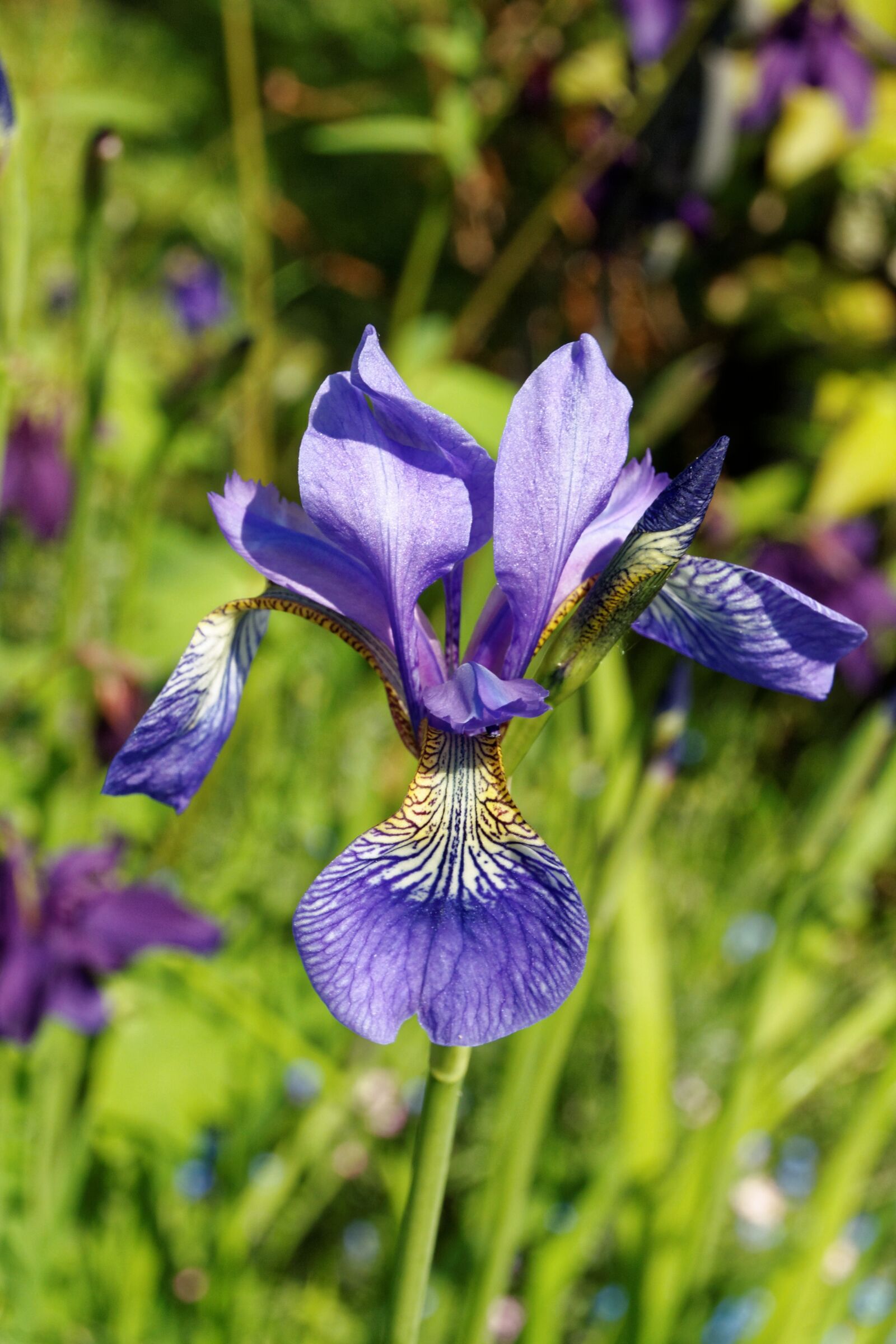 Canon EOS 30D sample photo. Iris, flower, blossom photography