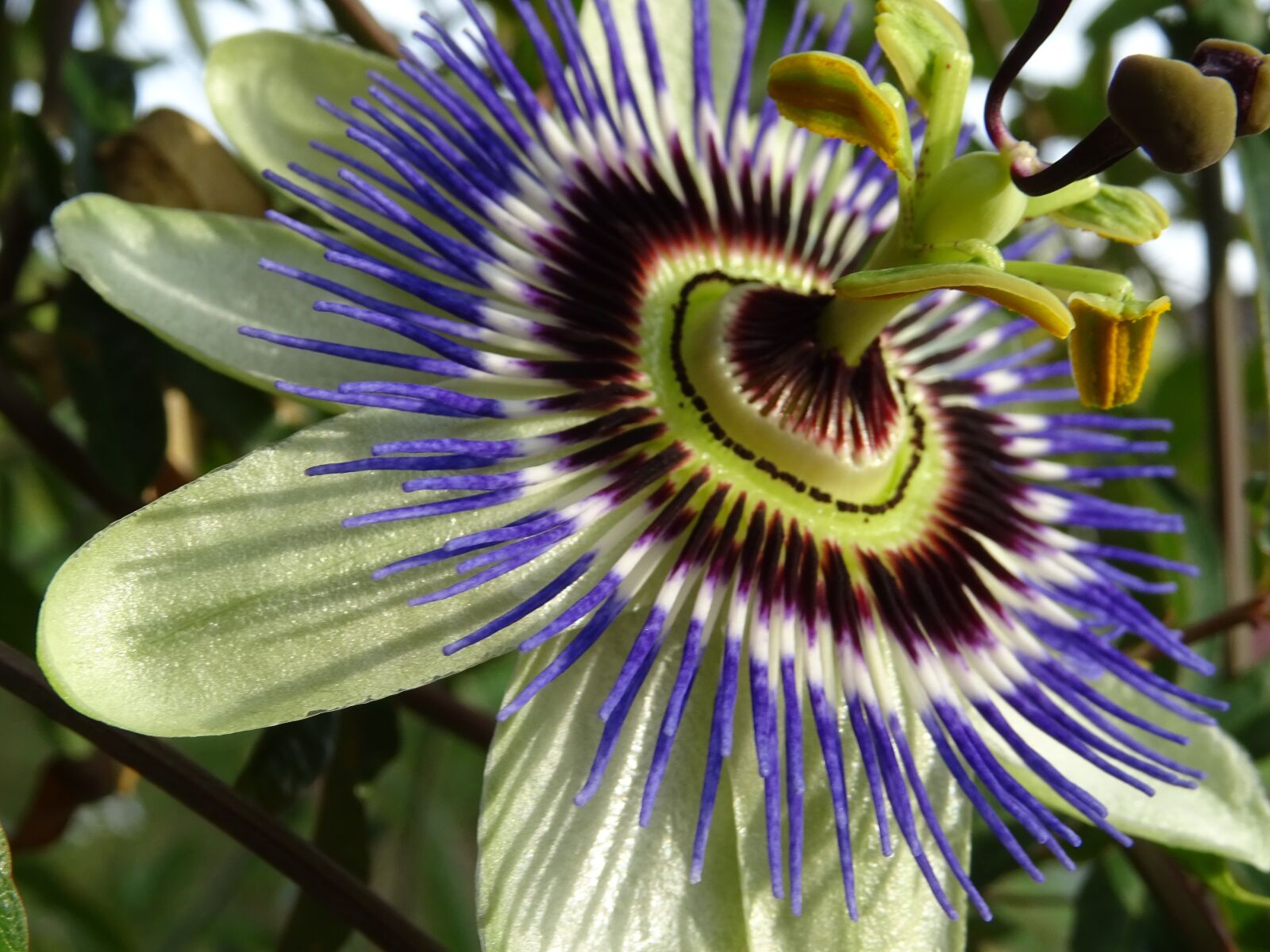 Sony DSC-HX60 sample photo. Passion flower, close up photography