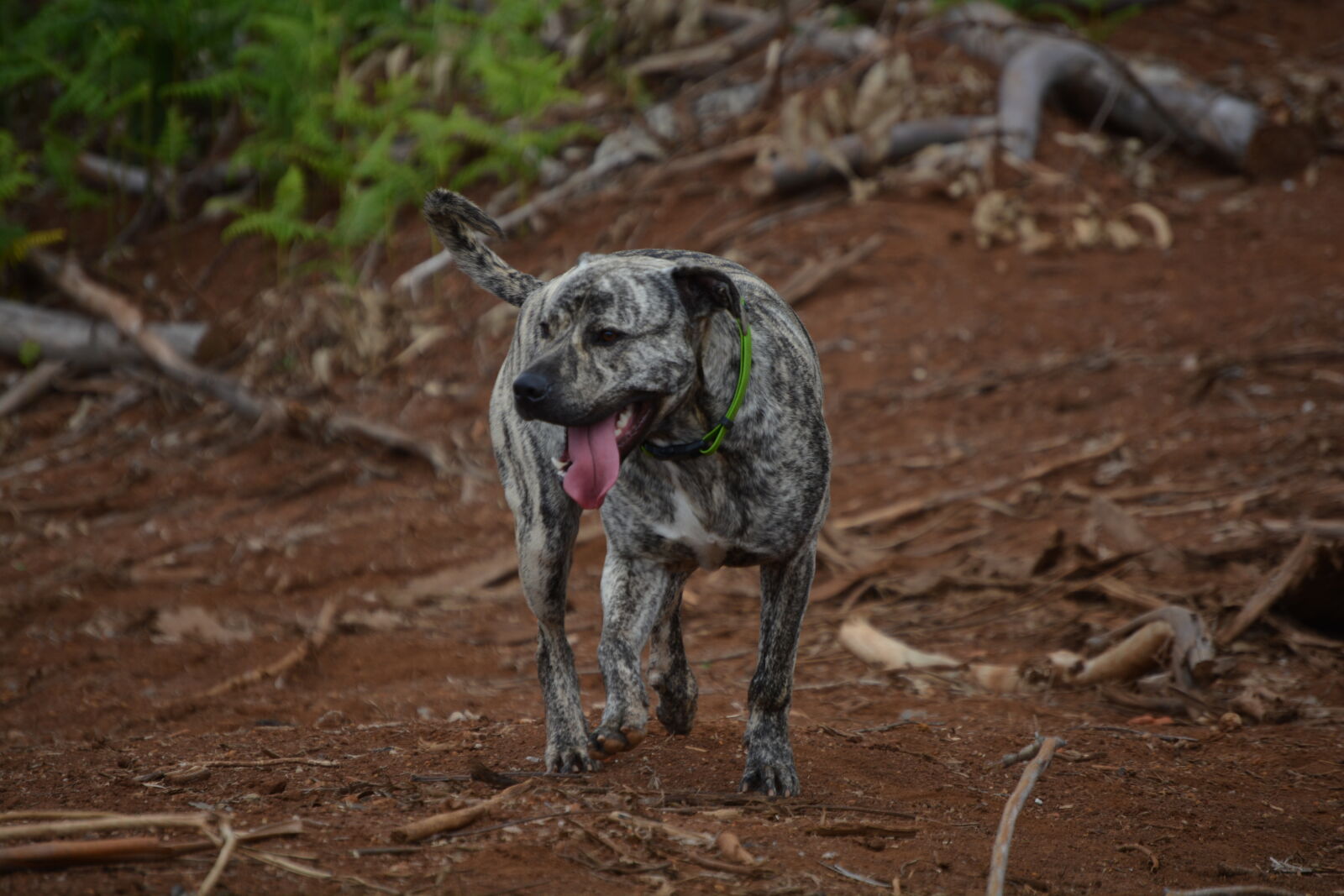 Nikon D5200 sample photo