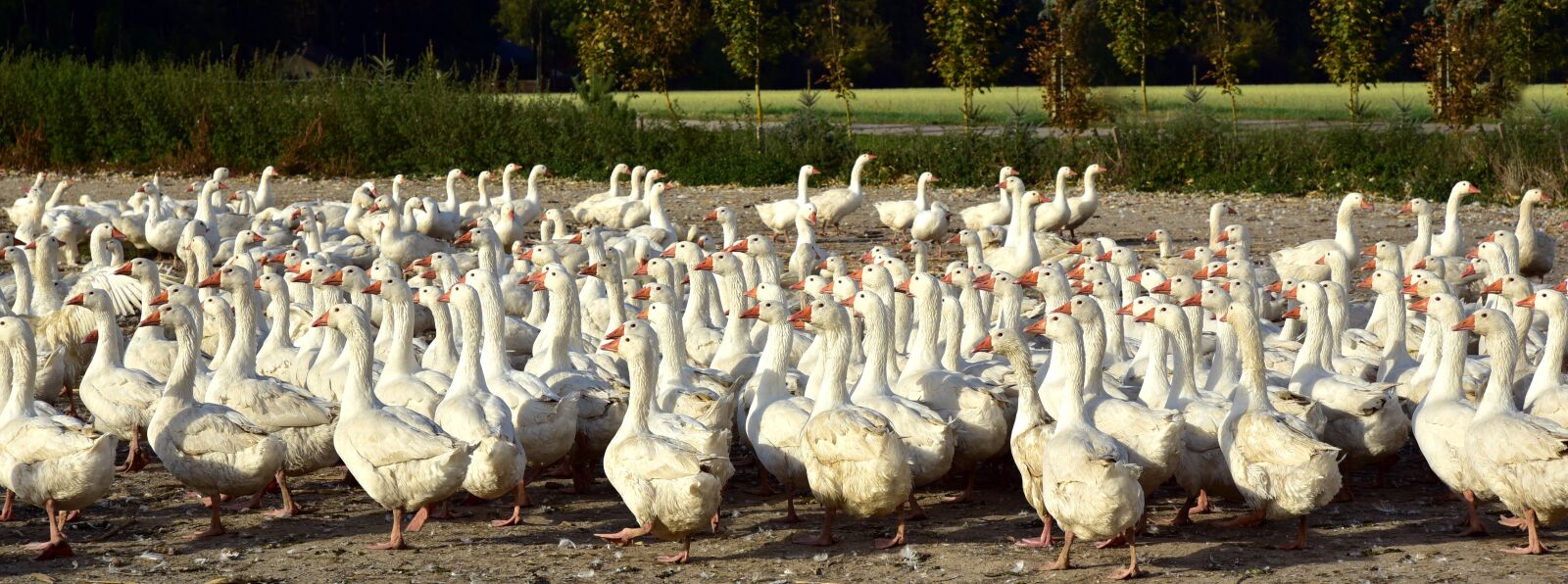 Nikon D750 sample photo. Geese, geänseschar, many photography